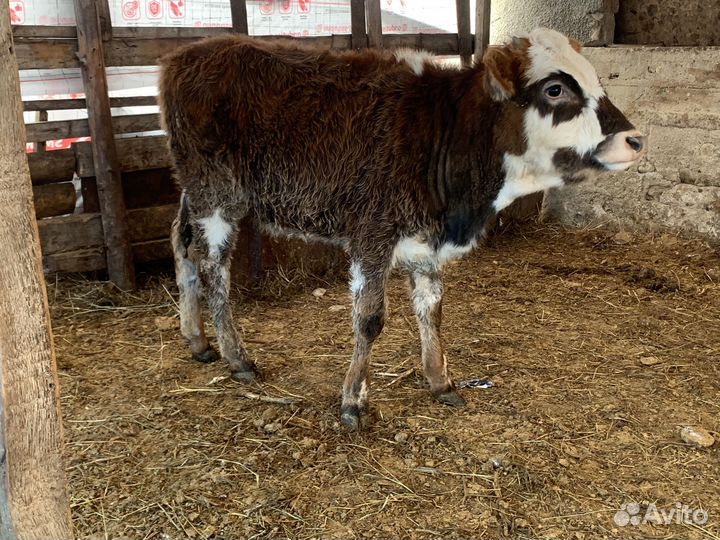 Бычки и телки