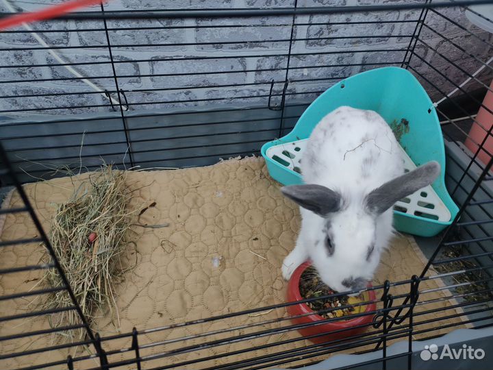 Декоративный кролик
