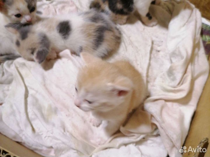 Отдам в добрые руки котят от мамы крысыловки
