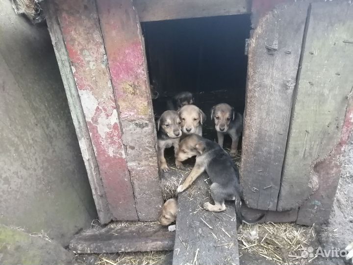 Щенки русской гончей