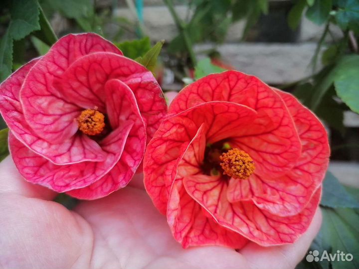 Абутилон Фрейя