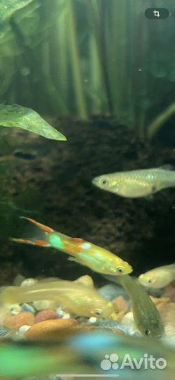 Аквариумные рыбки