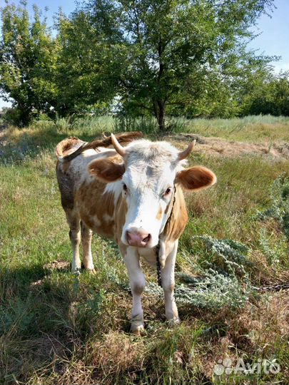 Продаётся тёлка