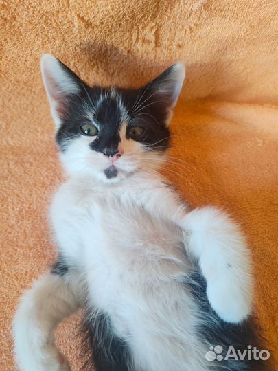 Милый котёнок в добрые руки