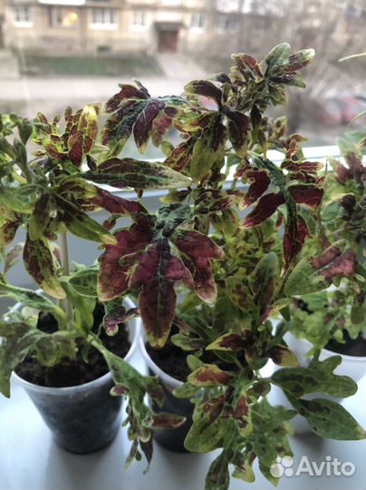 Рассада колеуса