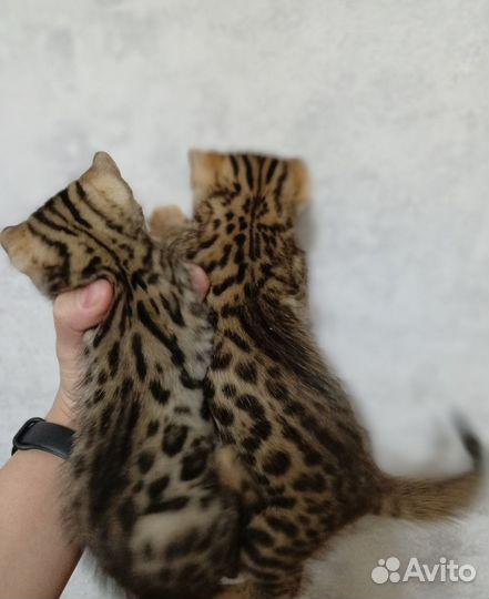 Бенгальские котята