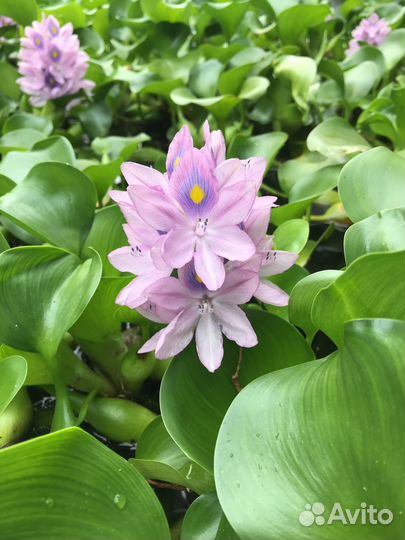 Эйхорния водный гиацинт