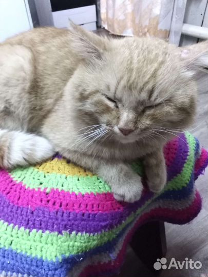 Котики бесплатно в добрые руки