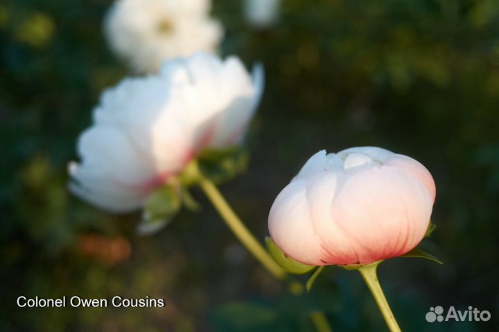 Корни пионов на осень 23г