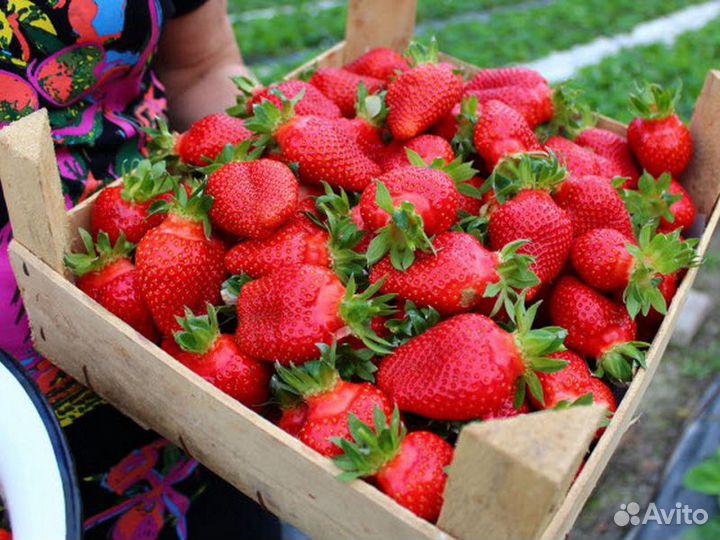 Рассада клубники Лето/Осень 2023