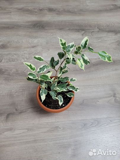 Фикус бенджамина