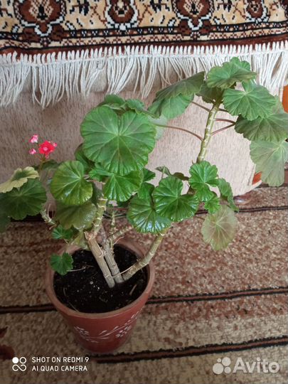 Пеларгония герань