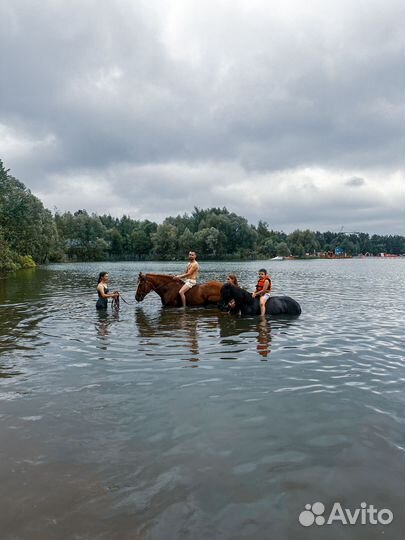 Конные прогулки в хвойном лесу и купание