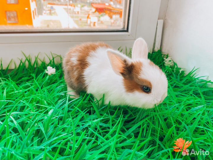 Мини карликовый кролик
