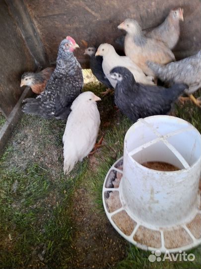 Куры молодки несушки цеплята