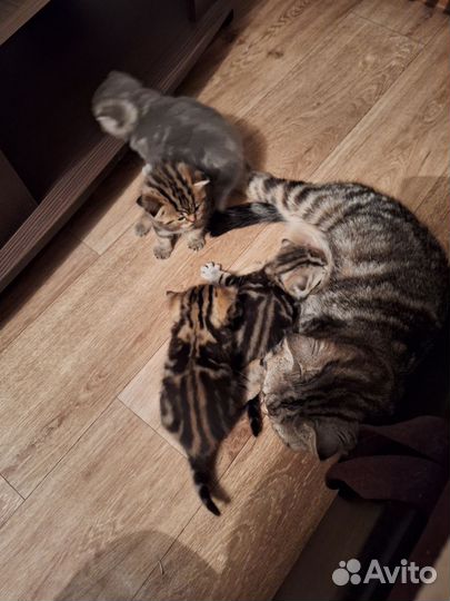 Мраморные котята