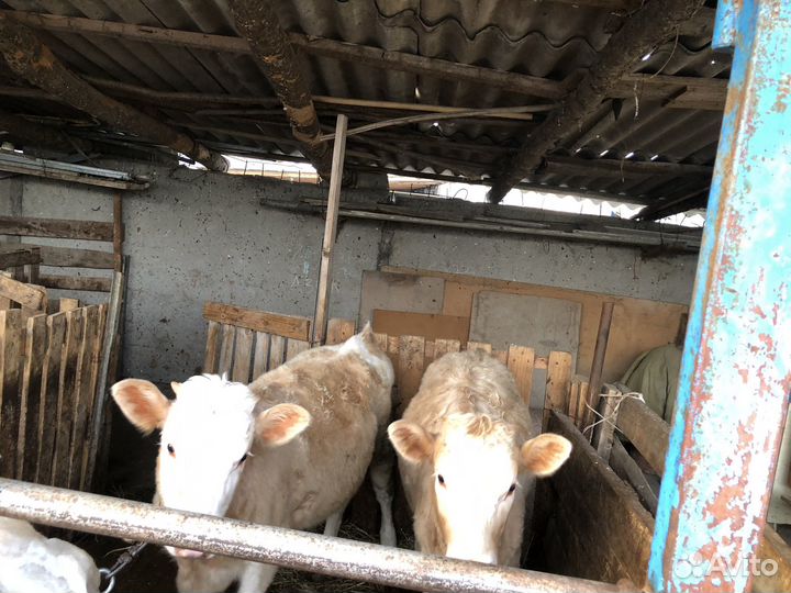 Телочки 8 месяцев