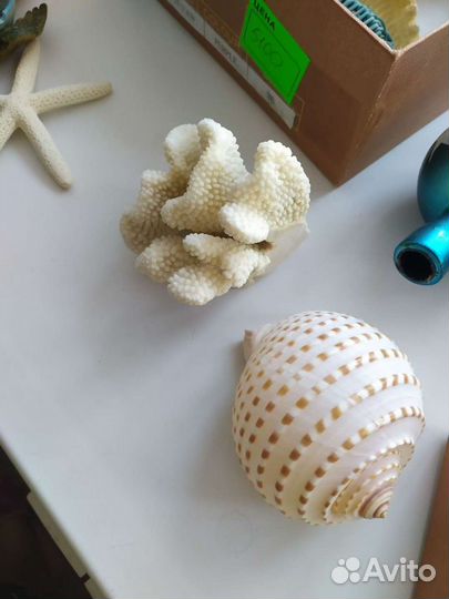 Ракушки морские