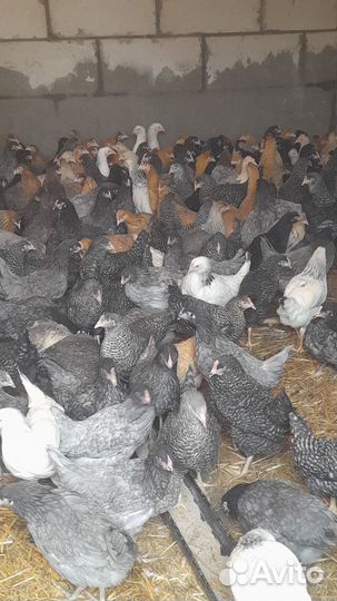 Куры молодки несушки