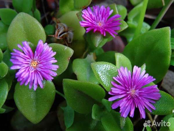 Аптения,Aptenia Cordifoliym,Граптофилум, Лилия