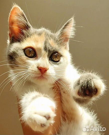 Кошечка 2 месяца