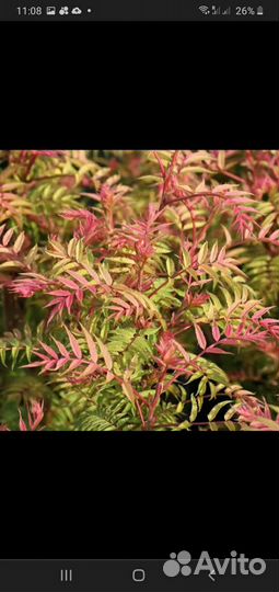 Рябинник Сем