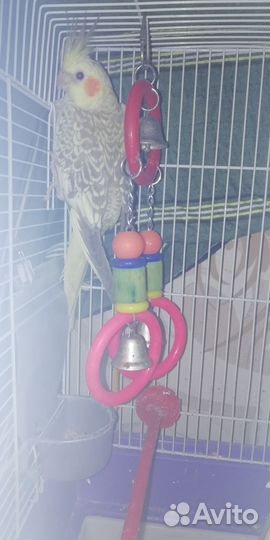 Попугай корелла