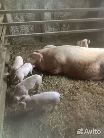 Поросенок ландрас