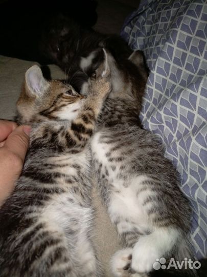 Котятки в добрые руки