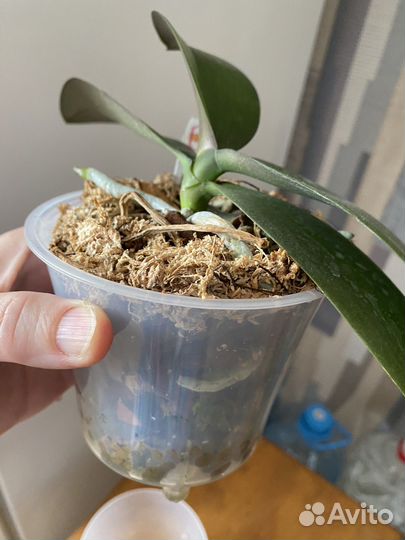 Орхидея фаленопсис