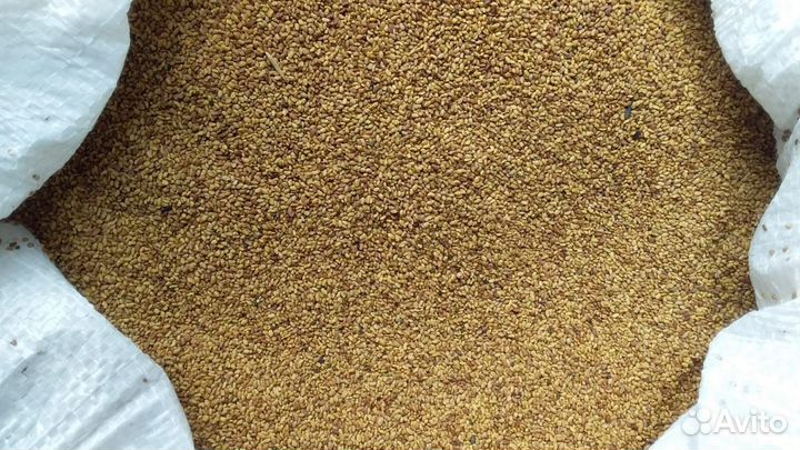 Семена люцерны