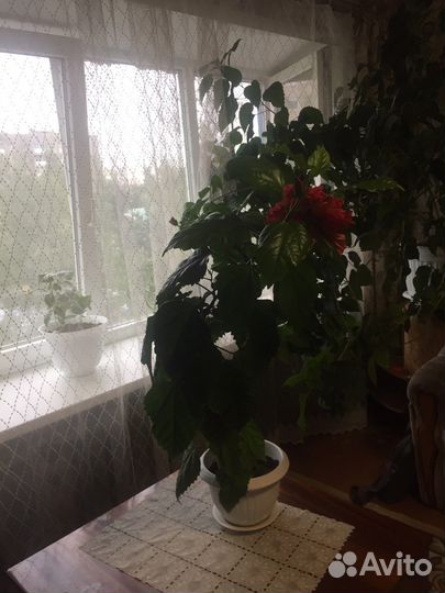 Гибискус китайская роза