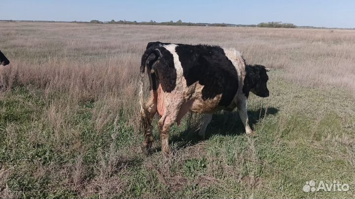 Корова дойная