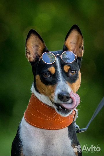 2 собаки для фотосессий (басенджи) / прогулка с со