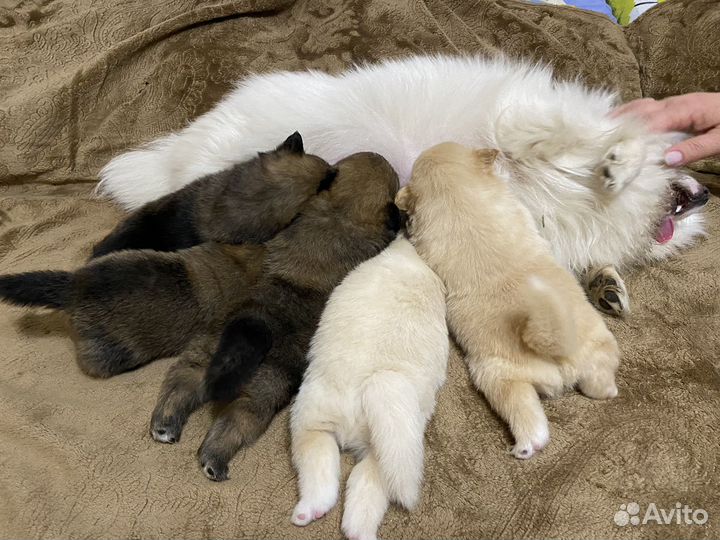 Щенки шпица