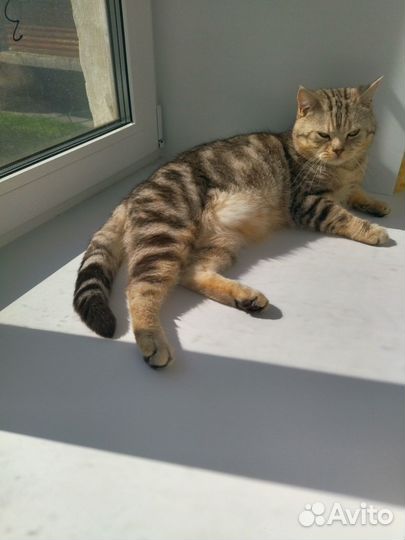 Отдам кота в добрые руки