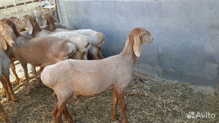 Овцы гиссарские