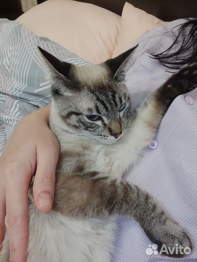 Кошки