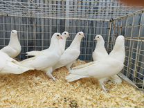 Белые голуби на Выпуск
