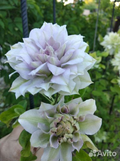 Клематис Ruriokoshi