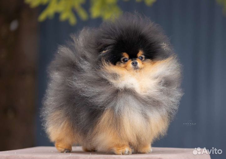 Померанский шпиц медвежьего типа. Вязка. Ч-п