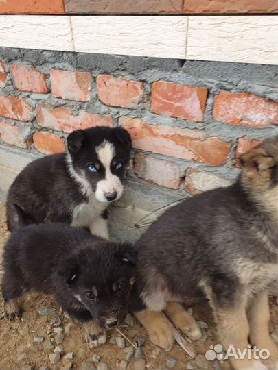 Щенки сибирской хаски