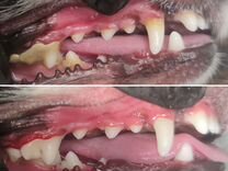 У/з чистка зубов собакам (Без наркоза)