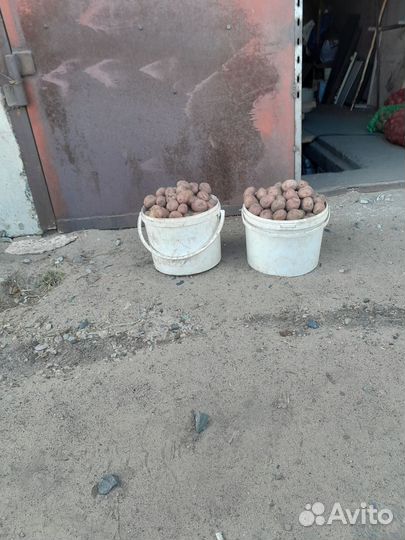 Семенной картофель