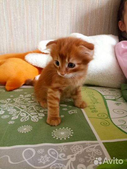 Вислоушечка