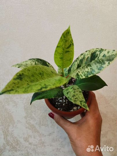 Фикусы сортовые
