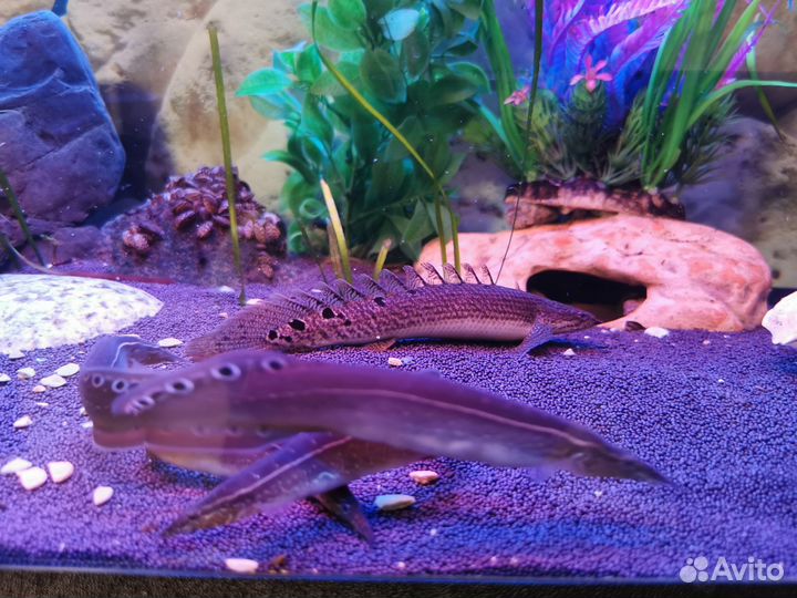 Макрогнатус