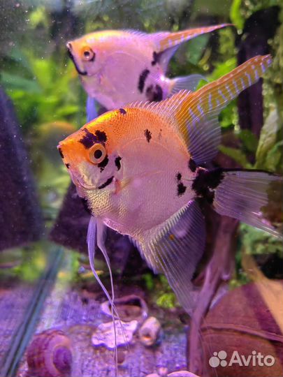 Скалярии, вуалевые анциструсы красивые