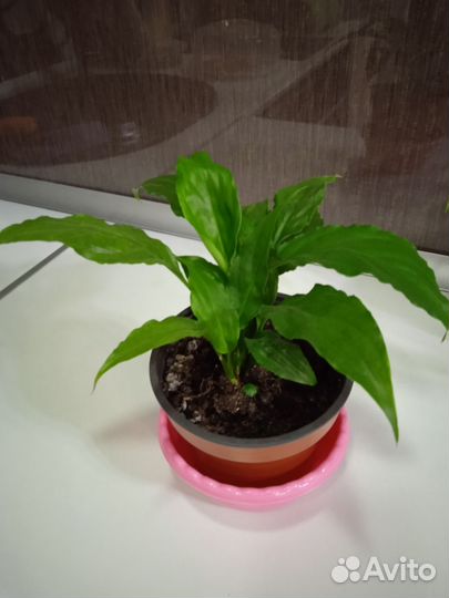 Комнатные цветы