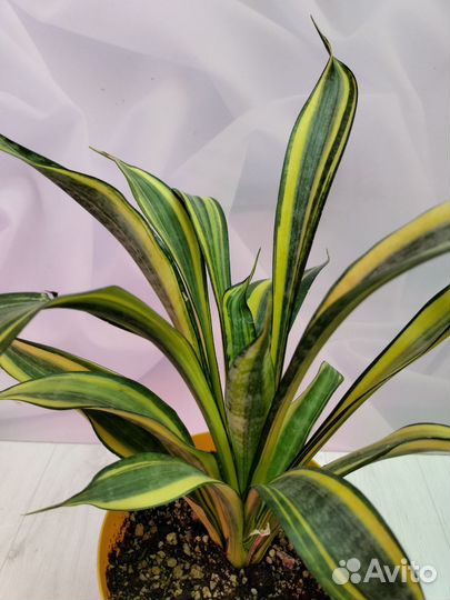 Сансевиерии сортовые
